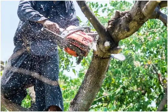 tree services Daleville